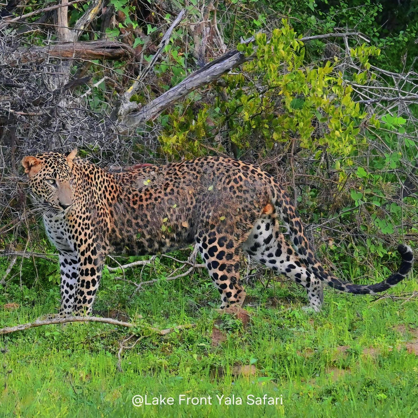 Lake Front Yala Safari Kataragama Exterior foto